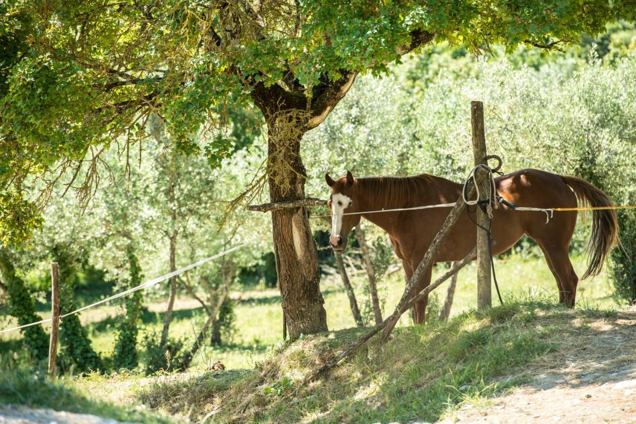 Agriturismo Fattoria Lavacchio Pontassieve Εξωτερικό φωτογραφία