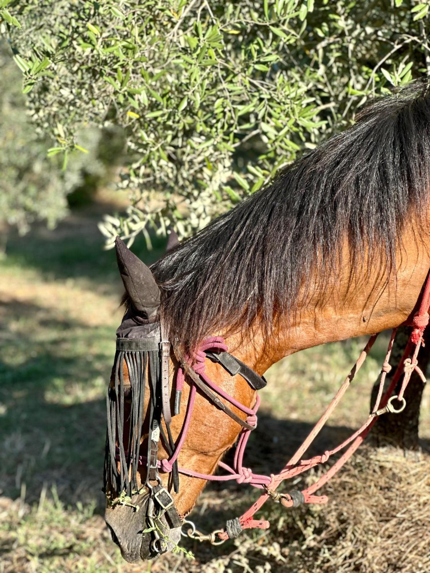 Agriturismo Fattoria Lavacchio Pontassieve Εξωτερικό φωτογραφία